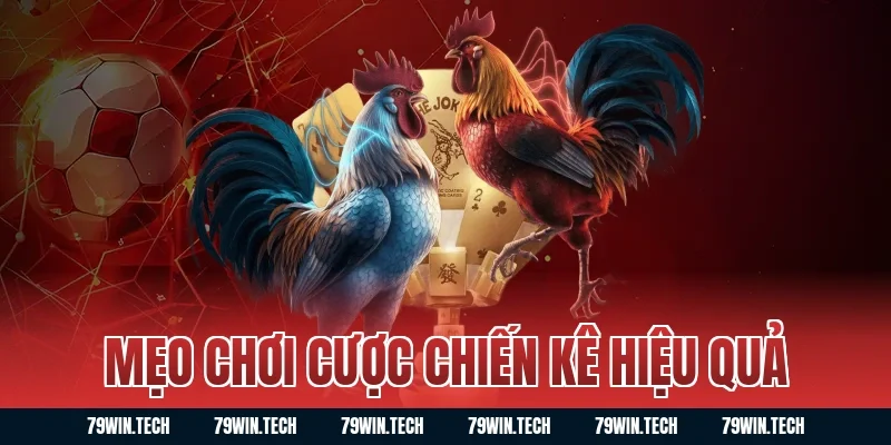 Mẹo chơi cược chiến kê hiệu quả