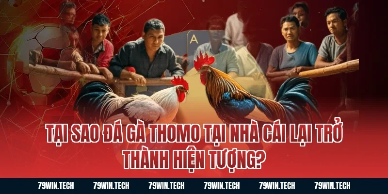 Tại sao đá gà thomo tại nhà cái lại trở thành hiện tượng?